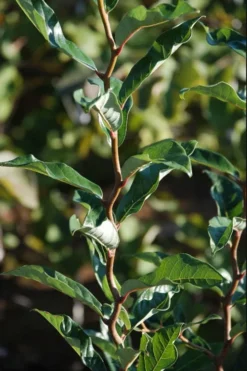 Zydeco Twist Black Gum Tree - 7 Gallon Pot (2-3') 12 Zydeco Twist Black Gum Tree - 7 Gallon Pot (2-3') -Garden & Outdoors nyssa sylvatica zydeco twist black gum tupelo tree 3