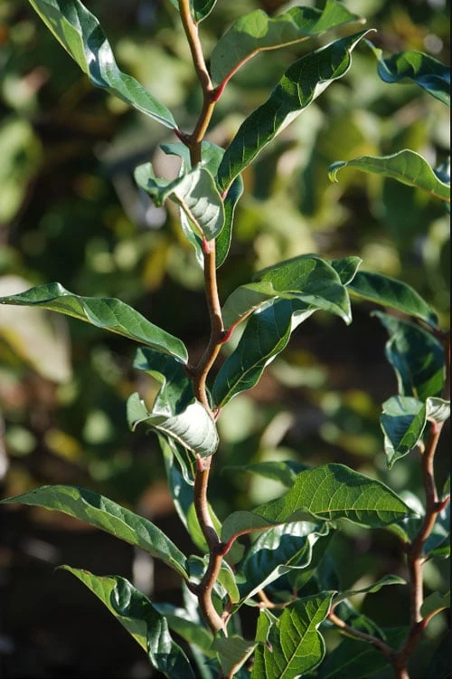 Zydeco Twist Black Gum Tree - 7 Gallon Pot (2-3') 5 Zydeco Twist Black Gum Tree - 7 Gallon Pot (2-3') - Image 5