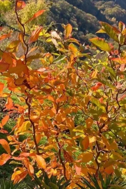 Zydeco Twist Black Gum Tree - 7 Gallon Pot (2-3') 14 Zydeco Twist Black Gum Tree - 7 Gallon Pot (2-3') -Garden & Outdoors nyssa sylvatica zydeco twist black gum tupelo tree 4