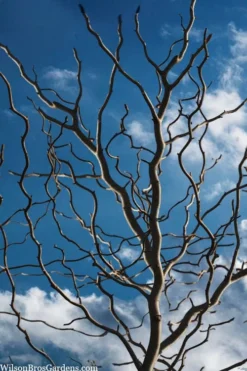 Zydeco Twist Black Gum Tree - 7 Gallon Pot (2-3')