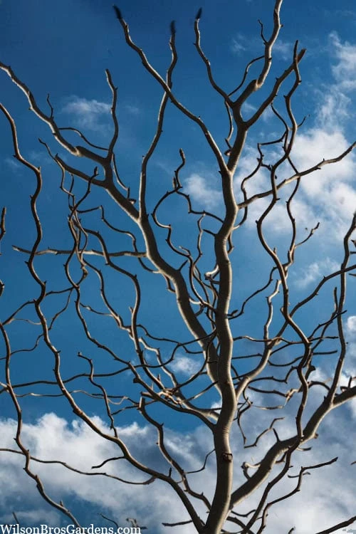 Zydeco Twist Black Gum Tree - 7 Gallon Pot (2-3') 1 Zydeco Twist Black Gum Tree - 7 Gallon Pot (2-3')