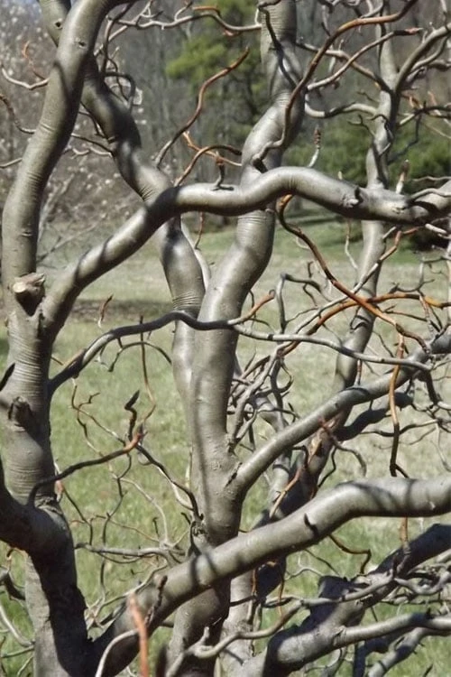 Zydeco Twist Black Gum Tree - 7 Gallon Pot (2-3') 4 Zydeco Twist Black Gum Tree - 7 Gallon Pot (2-3') - Image 4