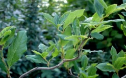 Zydeco Twist Black Gum Tree - 7 Gallon Pot (2-3') 15 Zydeco Twist Black Gum Tree - 7 Gallon Pot (2-3') -Garden & Outdoors nyssa sylvatica zydeco twist black gum tupelo tree 8