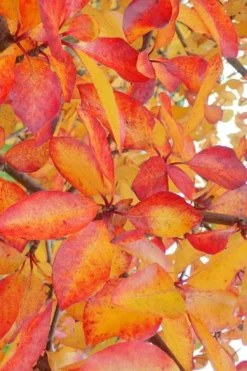 Zydeco Twist Black Gum Tree - 7 Gallon Pot (2-3') 13 Zydeco Twist Black Gum Tree - 7 Gallon Pot (2-3') -Garden & Outdoors nyssa sylvatica zydeco twist black gum tupelo tree 9