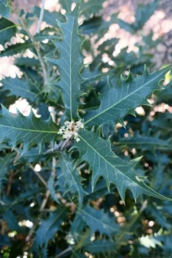 Jim Porter Sweet Toothed Tea Olive - 7 Gallon Pot (3-4') 11 Jim Porter Sweet Toothed Tea Olive - 7 Gallon Pot (3-4') -Garden & Outdoors osmanthus armatus jim porter tea olive 4