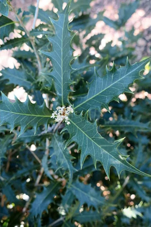 Jim Porter Sweet Toothed Tea Olive - 7 Gallon Pot (3-4') 6 Jim Porter Sweet Toothed Tea Olive - 7 Gallon Pot (3-4') - Image 6