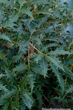 Jim Porter Sweet Toothed Tea Olive - 7 Gallon Pot (3-4') 10 Jim Porter Sweet Toothed Tea Olive - 7 Gallon Pot (3-4') -Garden & Outdoors osmanthus armatus jim porter tea olive 6