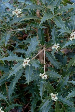 Jim Porter Sweet Toothed Tea Olive - 7 Gallon Pot (3-4')