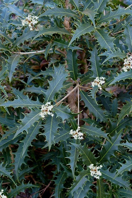 Jim Porter Sweet Toothed Tea Olive - 7 Gallon Pot (3-4') 1 Jim Porter Sweet Toothed Tea Olive - 7 Gallon Pot (3-4')