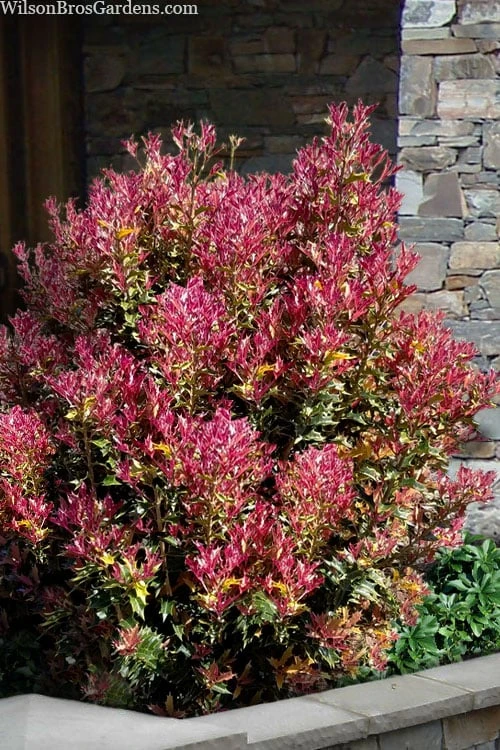 Party Lights Pink Flush Tea Olive - Osmanthus Heterophyllus - 1 Gallon Pot 1 Party Lights Pink Flush Tea Olive - Osmanthus Heterophyllus - 1 Gallon Pot