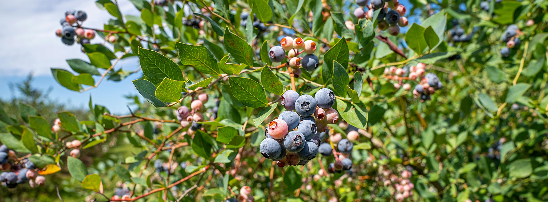 Garden & Outdoors -Garden & Outdoors pexels nc farm bureau mark 8754397