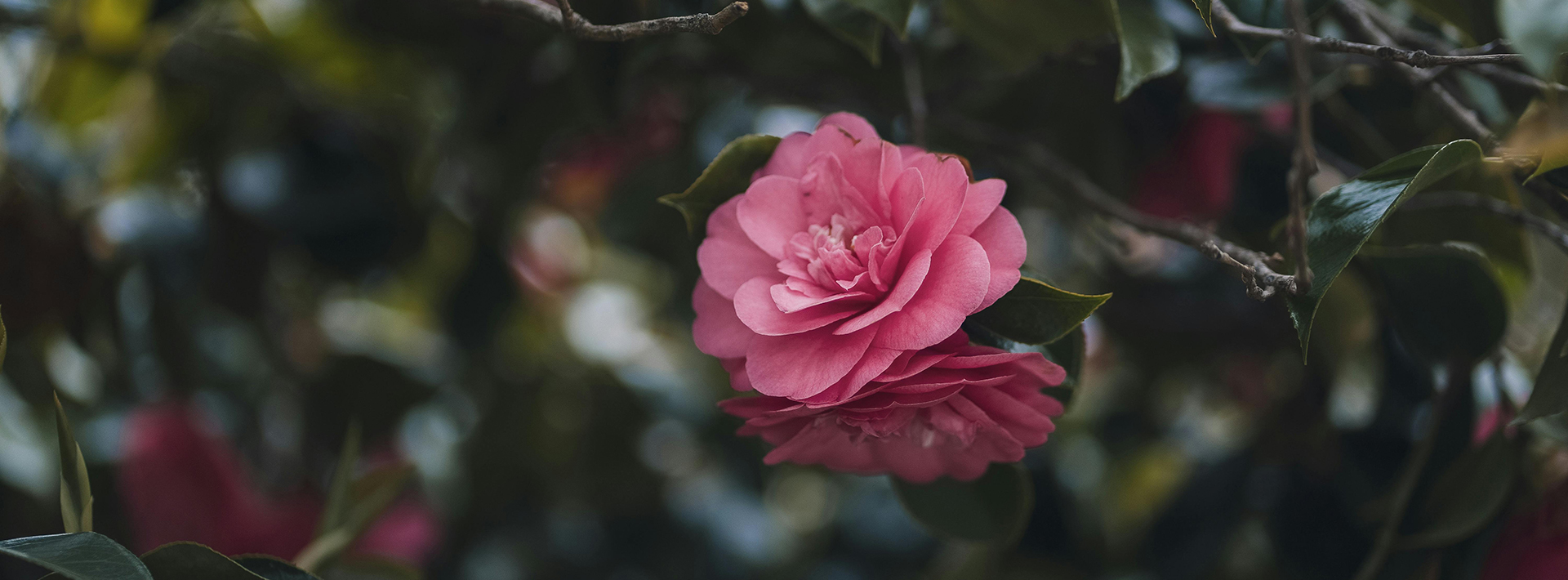 Garden & Outdoors -Garden & Outdoors pexels olya harytovich 512741947 16820714