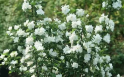 Illuminati Arch Mock Orange (Philadelphus Coronarius) - 3 Gallon Pot 9 Illuminati Arch Mock Orange (Philadelphus Coronarius) - 3 Gallon Pot -Garden & Outdoors philadelphus illuminati arch mock orange 4