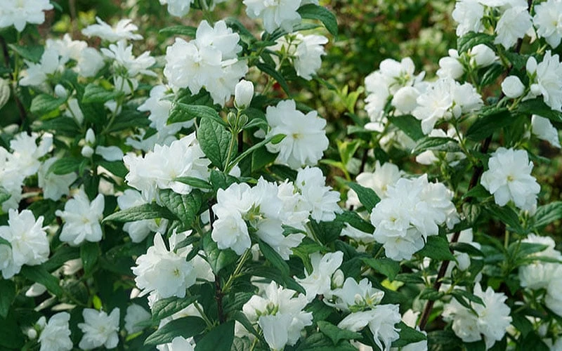 Illuminati Arch Mock Orange (Philadelphus Coronarius) - 3 Gallon Pot 4 Illuminati Arch Mock Orange (Philadelphus Coronarius) - 3 Gallon Pot - Image 4