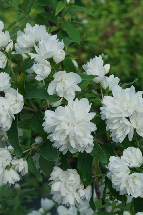 Illuminati Arch Mock Orange (Philadelphus Coronarius) - 3 Gallon Pot 1 Illuminati Arch Mock Orange (Philadelphus Coronarius) - 3 Gallon Pot
