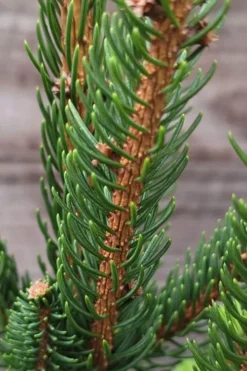 Cupressina Columnar Norway Spruce (Picea Abies) - 5 Gallon Pot -Garden & Outdoors picea abies cupressina columnar norway spruce 2