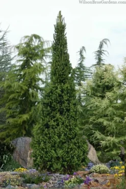Cupressina Columnar Norway Spruce (Picea Abies) - 5 Gallon Pot -Garden & Outdoors picea abies cupressina columnar norway spruce 6