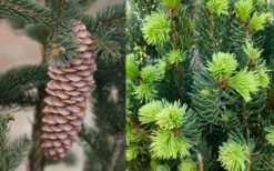 Cupressina Columnar Norway Spruce (Picea Abies) - 5 Gallon Pot -Garden & Outdoors picea abies cupressina columnar norway spruce 7