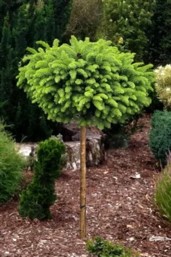 Little Gem Dwarf Norway Spruce Tree (Single Trunk) - 6 Gallon Pot (3-4') -Garden & Outdoors picea abies little gem dwarf norway spruce tree 1