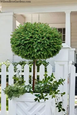 Little Gem Dwarf Norway Spruce Tree (Single Trunk) - 6 Gallon Pot (3-4')