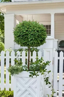 Little Gem Dwarf Norway Spruce Tree (Single Trunk) - 6 Gallon Pot (3-4') -Garden & Outdoors picea abies little gem dwarf norway spruce tree 5