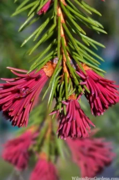 Red Tipped Norway Spruce (Picea Abies 'Rubra Spicata') - 6 Gallon Pot -Garden & Outdoors picea abies rubra spicata red tip norway spruce 6
