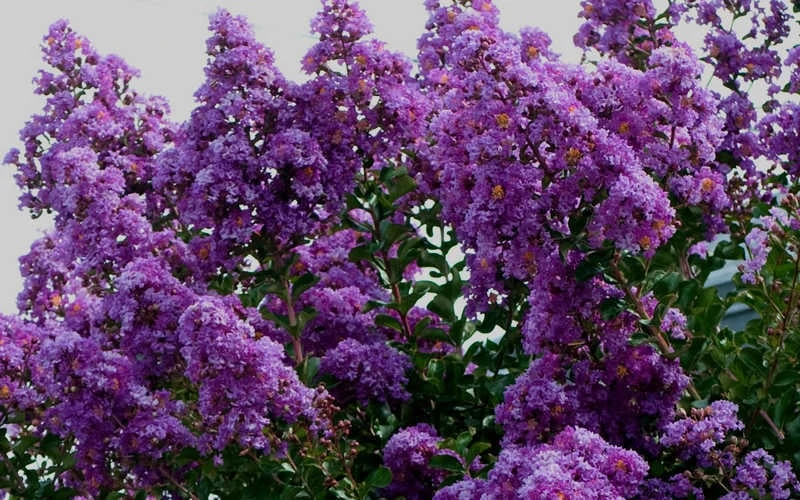 Twilight Purple Crape Myrtle - 7 Gallon Pot (5-6') 5 Twilight Purple Crape Myrtle - 7 Gallon Pot (5-6') - Image 5