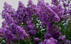 Twilight Purple Crape Myrtle - 1 Gallon Pot 13 Twilight Purple Crape Myrtle - 1 Gallon Pot -Garden & Outdoors picture crape myrtle twilight 1 3