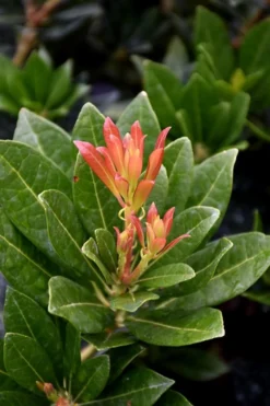 Southern Lady Pieris - 3 Gallon Pot 9 Southern Lady Pieris - 3 Gallon Pot -Garden & Outdoors pieris japonica southern lady 2