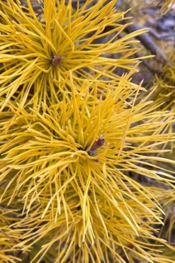 Chief Joseph Golden Lodgepole Pine (Pinus Contorta) - 2 Gallon Pot -Garden & Outdoors pinus contorta chief joseph golden lodgepole pine 6
