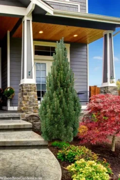 Frank's Columnar Austrian Black Pine (Pinus Nigra) - 5 Gallon Pot -Garden & Outdoors pinus nigra frank columnar austrian pine 3