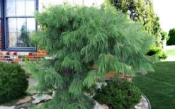 Angel Falls Weeping Eastern White Pine - 3 Gallon Pot -Garden & Outdoors pinus strobus angel falls white pine 3