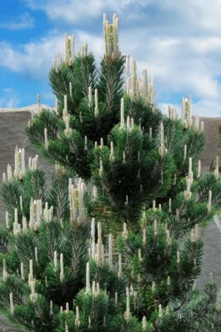 Kotobuki Japanese Black Pine (Pinus Thunbergii) - 1 Gallon Pot -Garden & Outdoors pinus thunbergii kotobuki japanese black pine 2