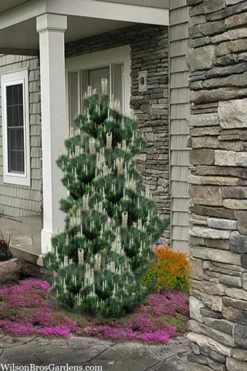 Kotobuki Japanese Black Pine (Pinus Thunbergii) - 1 Gallon Pot