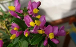 Rhodoptera Chapparal Pea (Polygala Chamaebuxus) - 1 Gallon Pot -Garden & Outdoors polygaloides chamaebuxus rhodoptera shrubby milkwort 5