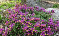 Rhodoptera Chapparal Pea (Polygala Chamaebuxus) - 1 Gallon Pot -Garden & Outdoors polygaloides chamaebuxus rhodoptera shrubby milkwort 7