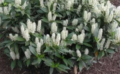 Zabel Laurel (Prunus Laurocersasus 'Zabeliana') - 6 Pack Of 1 Gallon Pots -Garden & Outdoors prunus laurocerasus zabeliana zabel cherry laurel 1