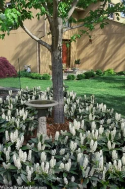 Zabel Laurel (Prunus Laurocersasus 'Zabeliana') - 6 Pack Of 1 Gallon Pots -Garden & Outdoors prunus laurocerasus zabeliana zabel cherry laurel 2