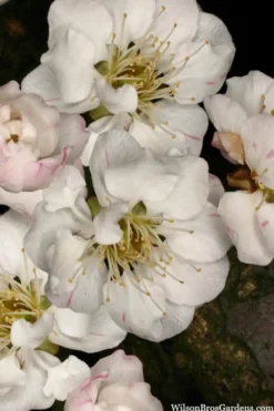 Fragrant Snow Japanese Flowering Apricot (Prunus Mume) - 2 Gallon Pot -Garden & Outdoors prunus mume fragrant snow japanese flowering apricot 2