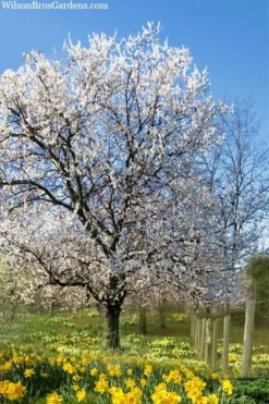 Fragrant Snow Japanese Flowering Apricot (Prunus Mume) - 2 Gallon Pot -Garden & Outdoors prunus mume fragrant snow japanese flowering apricot 7