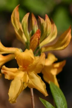 Appalachian Gold Aromi Azalea (Rhododendron Hybrid) - 3 Gallon Pot -Garden & Outdoors rhododendron appalachian gold azalea 102