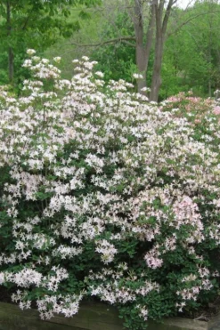 Coastal Azalea (Rhododendron Atlanticum) - 3 Gallon Pot 10 Coastal Azalea (Rhododendron Atlanticum) - 3 Gallon Pot -Garden & Outdoors rhododendron atlanticum coastal azalea 1