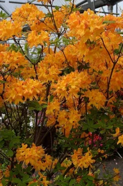Florida Flame Native Azalea (Rhododendron Austrinum) - 3 Gallon Pot 11 Florida Flame Native Azalea (Rhododendron Austrinum) - 3 Gallon Pot -Garden & Outdoors rhododendron austrinum florida flame native azalea 4