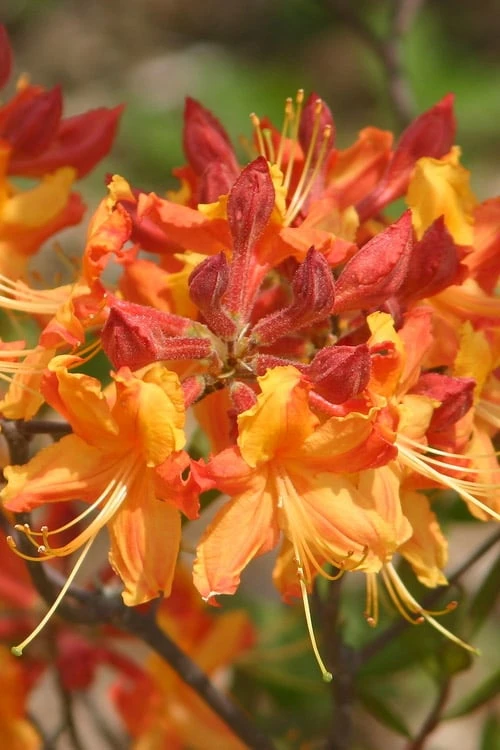 Florida Flame Native Azalea (Rhododendron Austrinum) - 3 Gallon Pot 7 Florida Flame Native Azalea (Rhododendron Austrinum) - 3 Gallon Pot - Image 7