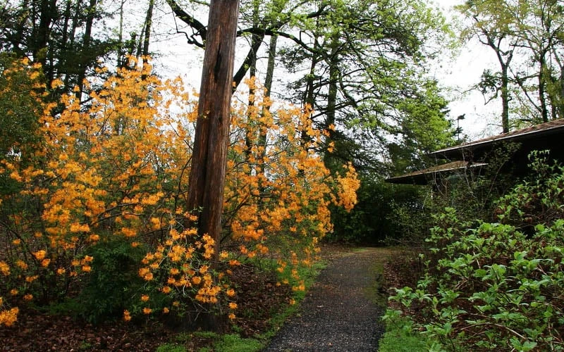 Florida Flame Native Azalea (Rhododendron Austrinum) - 3 Gallon Pot 8 Florida Flame Native Azalea (Rhododendron Austrinum) - 3 Gallon Pot - Image 8