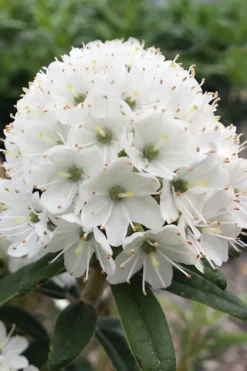 Milky Way Rhododendron - 1 Gallon Pot