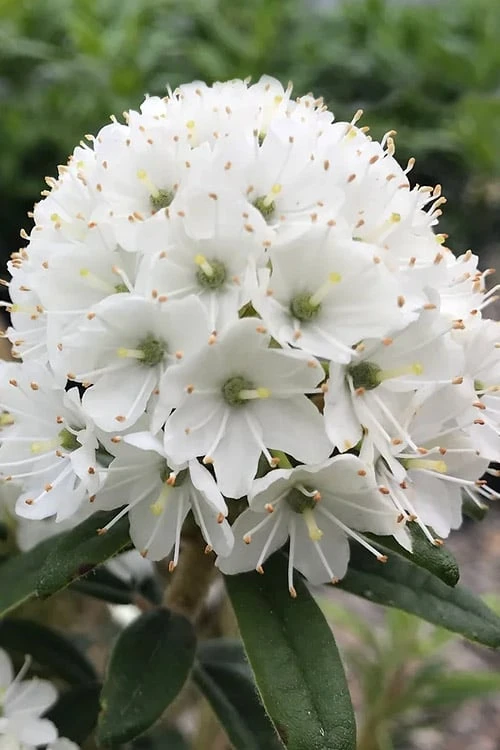Milky Way Rhododendron - 1 Gallon Pot 1 Milky Way Rhododendron - 1 Gallon Pot