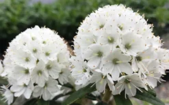 Milky Way Rhododendron - 1 Gallon Pot 5 Milky Way Rhododendron - 1 Gallon Pot -Garden & Outdoors rhododendron diversipilosum milky way 2