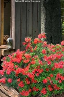 Jake's Red Oconee Native Azalea (Rhododendron Flammeum) - 3 Gallon Pot -Garden & Outdoors rhododendron flammeum jakes red 4