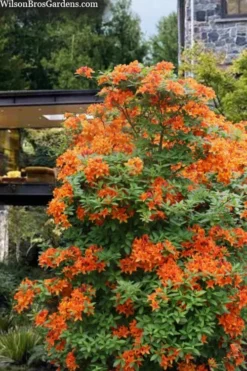 Golden Eagle Azalea (Rhododendron) - 3 Gallon Pot 8 Golden Eagle Azalea (Rhododendron) - 3 Gallon Pot -Garden & Outdoors rhododendron golden eagle azalea 7